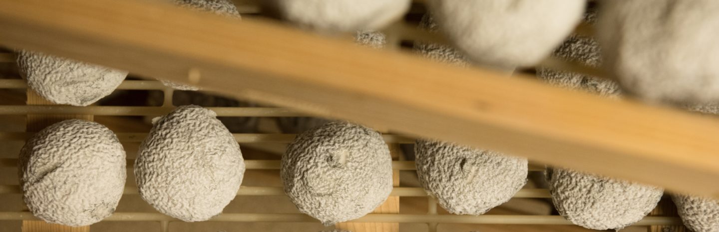 Affinage cloche à fromage 3